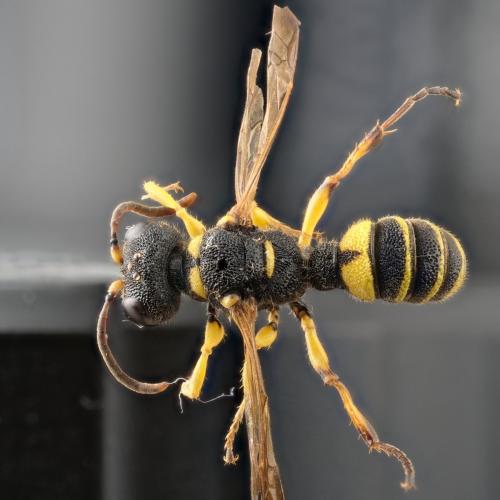 Réf. 268 248 : Cerceris quadricincta corsica